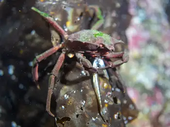 northern kelp crab