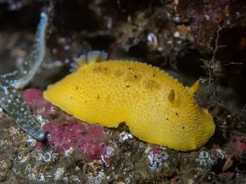 Noble Sea Lemon