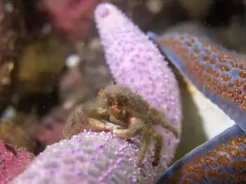 Moss Crab