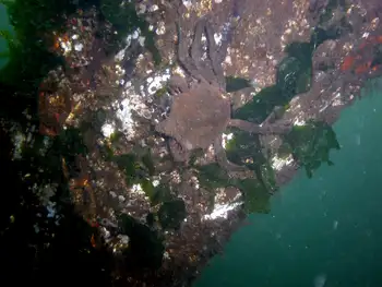 Northern Kelp Crab and Sea Lettuce