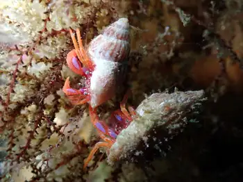Brilliant Hermit Crabs