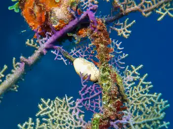 Flamingo Tongue Snail