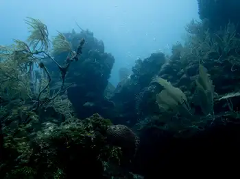 Dive Site