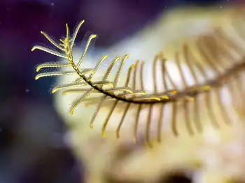 Brittle Star