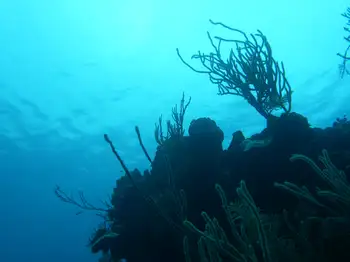 Dive Site