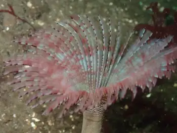 Twin Eyed Feather Duster Worm