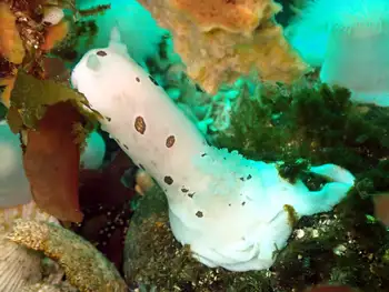 Leopard Nudibranch and Leopard Nudibranch Eggs