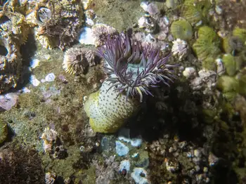 pink tipped anemone