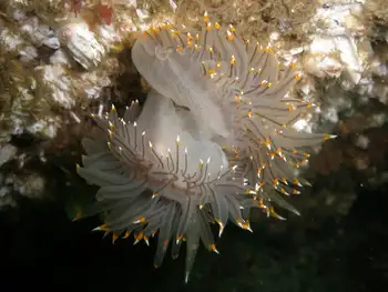 Mating Bicolor Nudibranchs