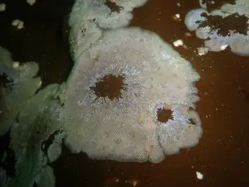 Kelp Lace Bryozoan