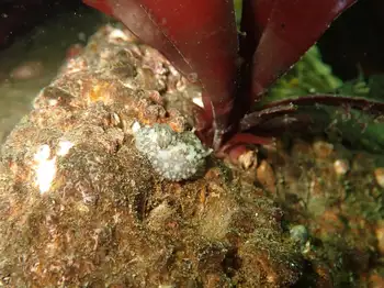 Barnacle Eating Nudibranch