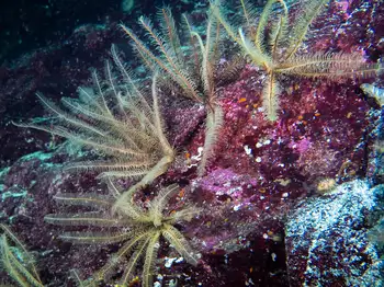 Northwest Feather Stars