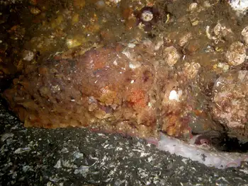 Mating Red Octopus