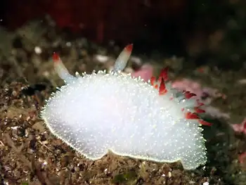 nanaimo nudibranch