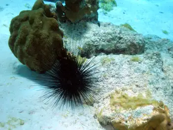 Black Sea Urchin