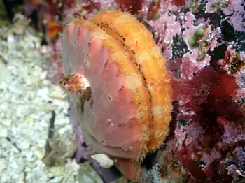 smooth pink scallop