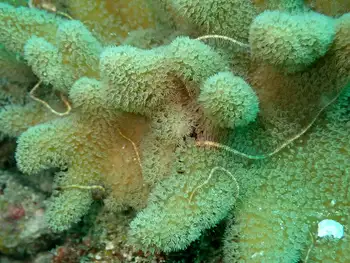 Coral and Soft Coral Brittle Star