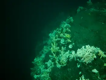Dive Site