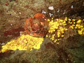 Red Creeping Pedal Sea Cucumber and Yellow Boring Sponge