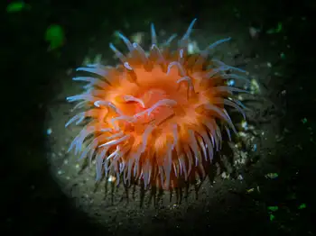 swimming anemone