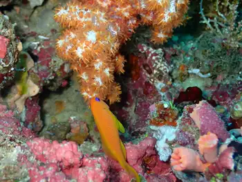orange spiky soft coral