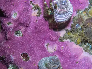 hermit crab