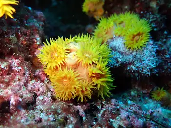 Tubastraea coccinea Coral
