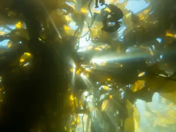 Giant Kelp