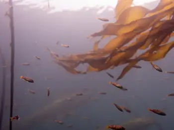 Juvenile Rockfish