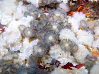 Short Plumose Anemones