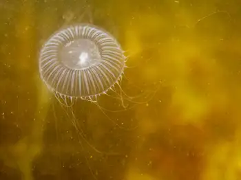 Water Jelly