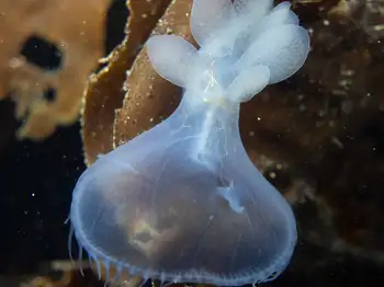 Hooded Nudibranch