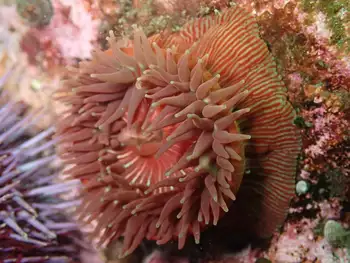 Proliferating Anemone