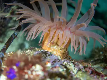 Crimson Anemone