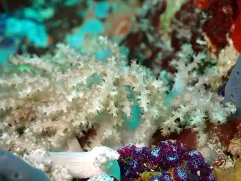 Bushy Lemnalia Coral