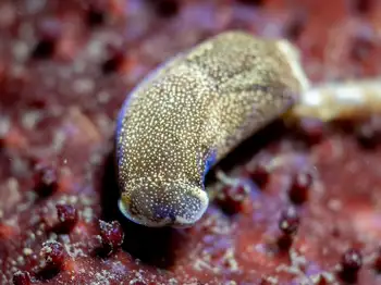 japanese aglaja sea slug