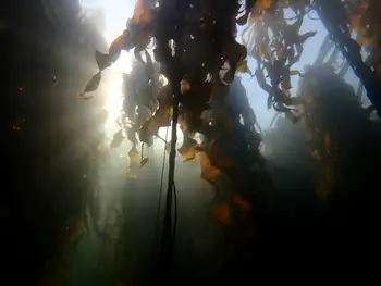 Bull Kelp