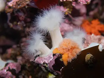 Metridium Anemones