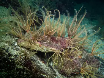 Northwest Feather Stars