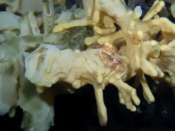 Cloud Sponge and Longhorn Decorator Crab