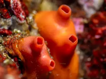 Broadbase Tunicates