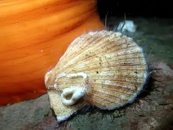 Smooth Pink Scallop