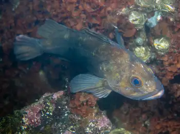 Rockfish