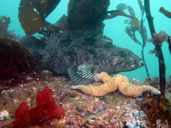 Lingcod