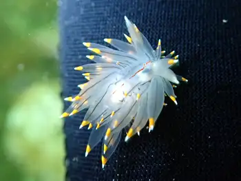 Bicolor Nudibranch