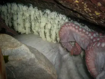 Giant Pacific Octopus and Giant Pacific Octopus Eggs