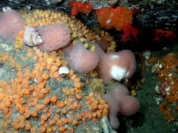 Lobed Compound Tunicates