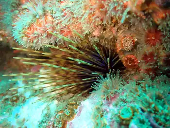 Crowned Sea Urchin