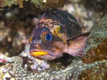 brown rockfish