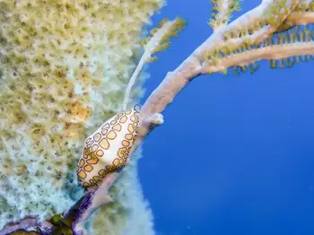 Flamingo Tongue Snail